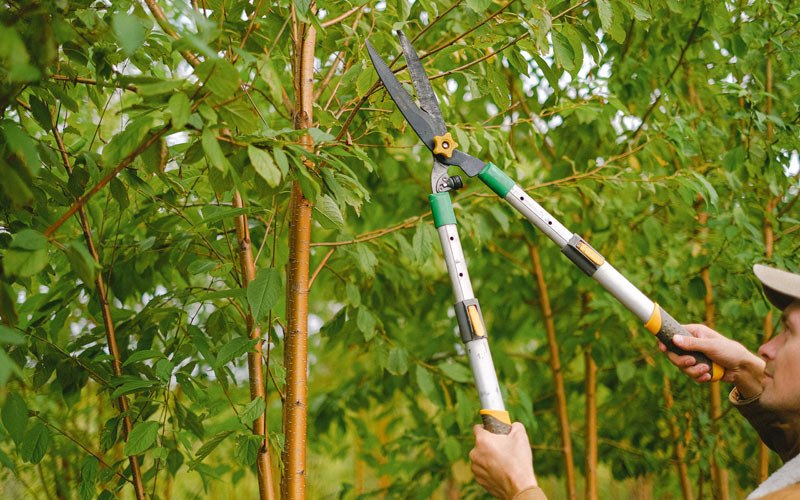 Tree trimming in Rayville, LA